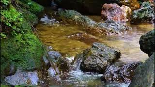 Suara Air Mengalir Di Dalam Hutan Membuat Tubuh Tenang & Rileks