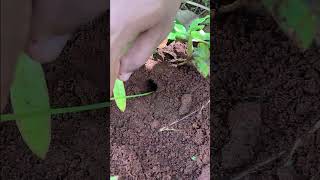 Primitive catching massive cricket in deep hole with black ants