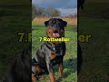 Top 10 Dogs That Can Sense Danger Before Humans #Dogs #Top10Dogs #DangerSensingDogs #SmartDogs