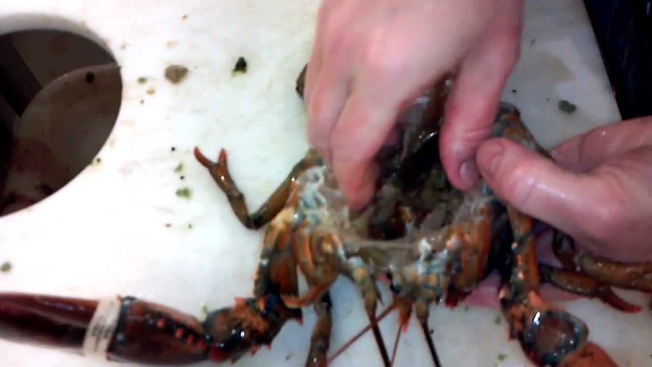 how to clean a lobster YouTube