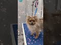 малыш🐶 #puppy #приколысживотными #забавныеживотные #смешныевидео #смешныеживотные  #cutedog #pets