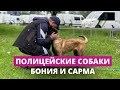 На страже порядка – Бония и Сарма