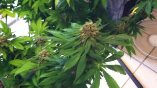 Blueberry plant about 3 weeks out from harvest