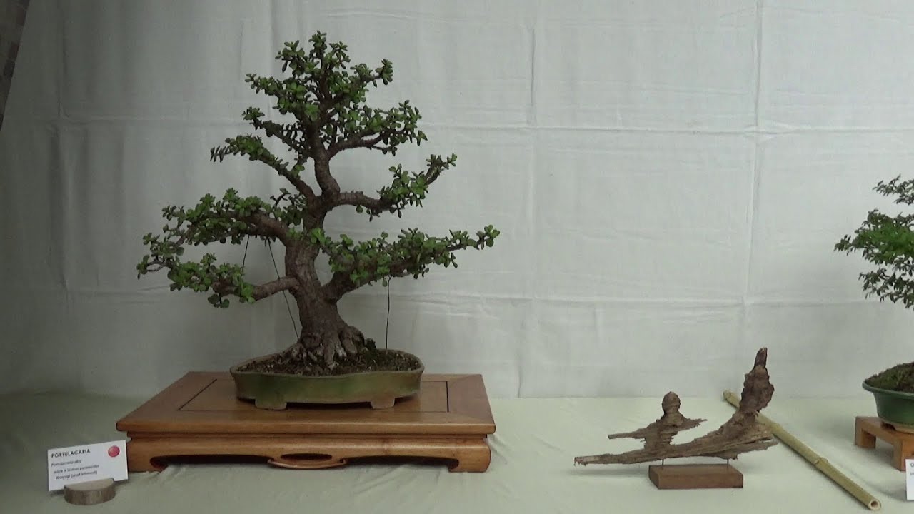 LES 30 ans du BONSAÏ CLUB du LYONNAIS YouTube