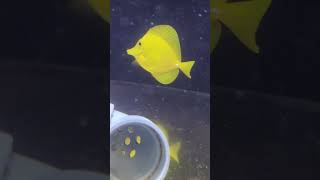 沖縄産キイロハギとサンゴ | アクアリウム 熱帯魚