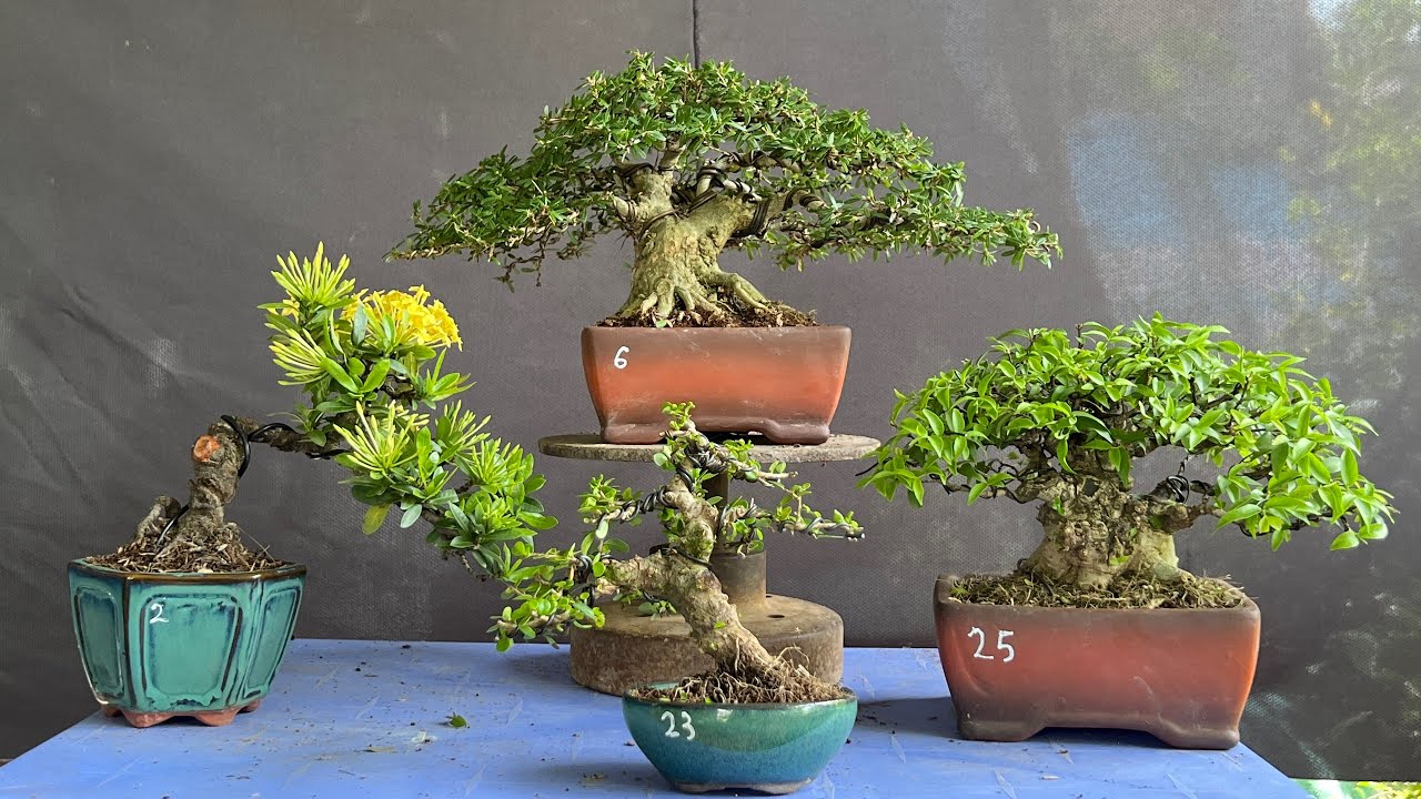BONSAI SIÊU MINI O932.9O6.OO9 Sam Núi Trái, Mai Chiếu Thuỷ, Trang Vàng