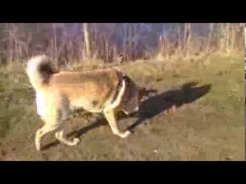 Danamaus aus Russland 4 Tag in Deutschland