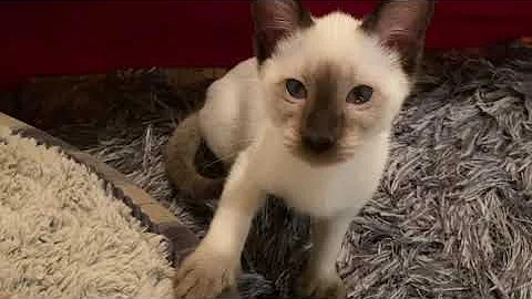 Watch the video about Killer Siamese kitten