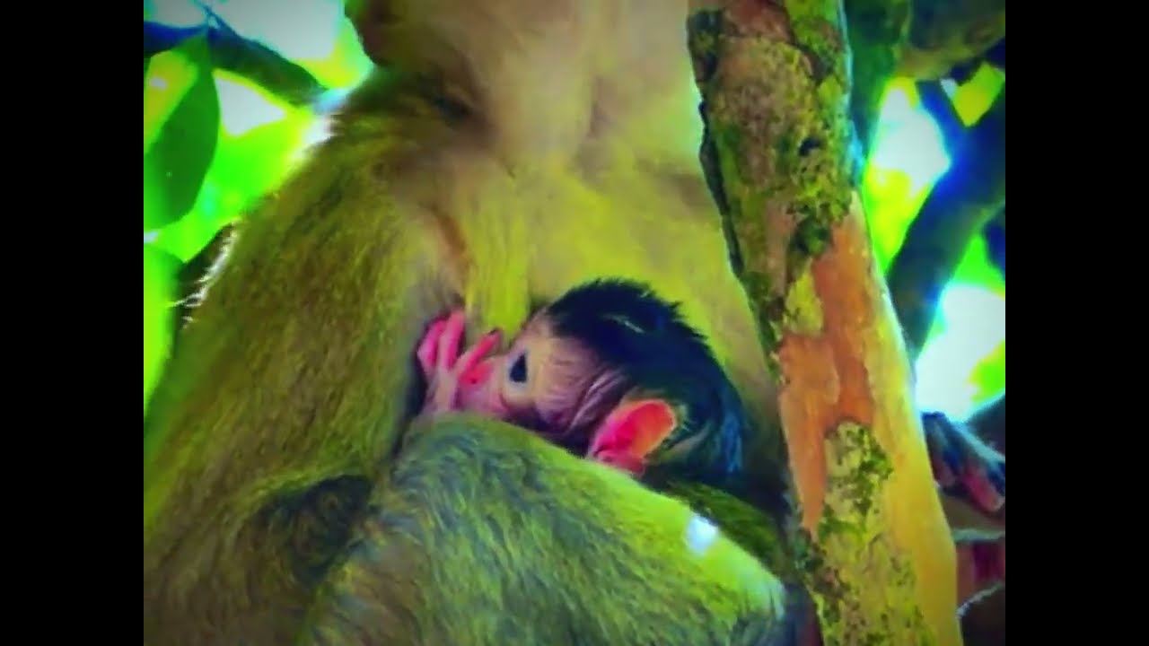 Beloved newborn, mother monkey giving birth today