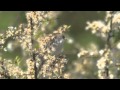 Common Whitethroat Common Whitethroat