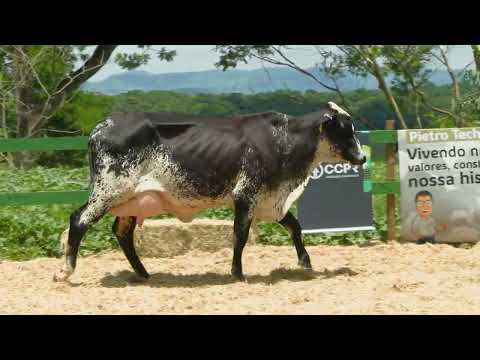 LOTE 16   FAZENDAS REUNIDAS FGS   3342CG