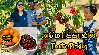 அமெரிக்காவில் Fruits Picking / தோட்டத்தில் பழங்கள் பறிக்கலாம் வாங்க#OneDayTrip #Tamil Vlog #dossier