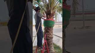 This Amazing Technique Gives an Old Date Palm a New Life! #shortsfeed