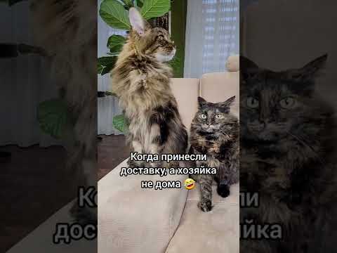 Коты на кипеше! Что случилось?