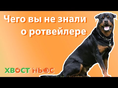 Чего вы не знали о ротвейлере