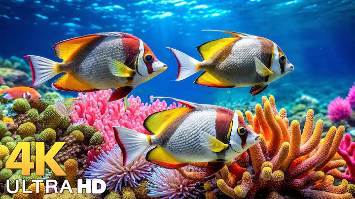 Marvel at Sea Animal in The Best 4K ULTRA HD Aquarium-Dive Into The Mesmerizing Underwater Realm #43