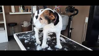 Foxterrier Trixi beim Hundefrisör / Bitte Infokarte lesen!!!! / #grooming by Hundefriseur Salon Hundeliebe 814 views 2 years ago 3 minutes, 26 seconds