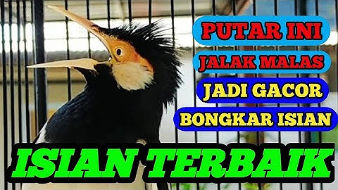 DENGAR MASTERAN INI BIKIN BURUNG JALAK APAPUN DAN BURUNG KICAU LAIN LANGSUNG CEPAT RESPON DAN GACOR