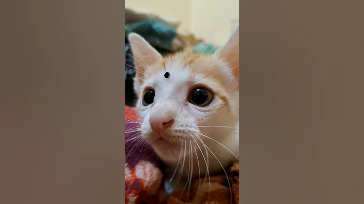 Video 8936811: shorthair scottish fold cats, scottish fold sphynx, scottish fold baby cat, exotic shorthair cat, egyptian mau cat, baby abyssinian cat, cats catlover, kitty