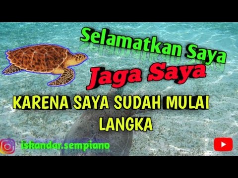  penyu  binatang  langka  sisik satwa pantai pasir 