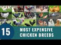 Top 15 Most Expensive Chickens