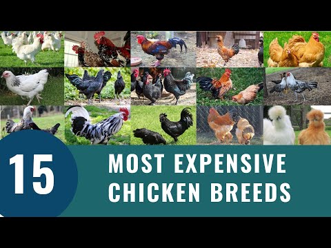 Top 15 Most Expensive Chickens