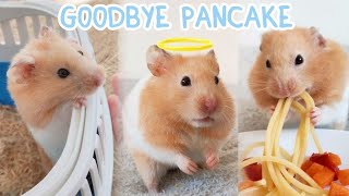 Goodbye Pancake  Pancake's Tribute Video