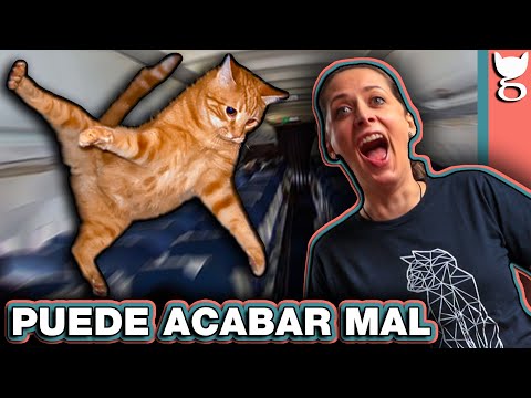 Video: Consejos Calmantes Para Volar Con Gatos