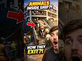How Livestock Ships Unload Thousands of Animals #shorts #ocean