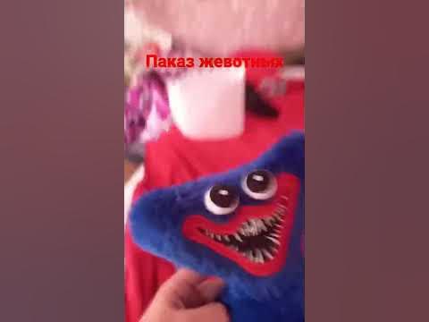 #жевотные - YouTube