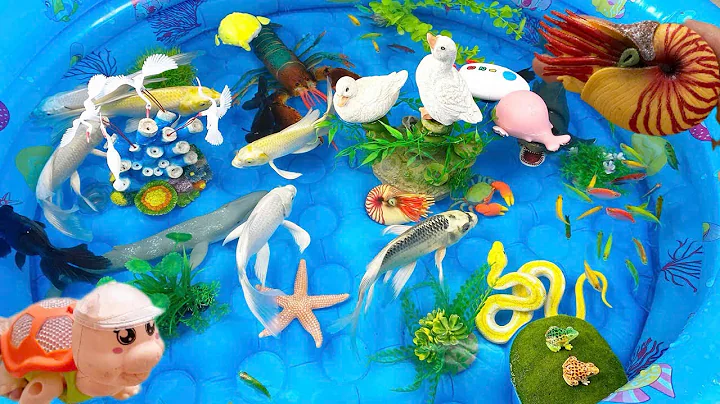 Let's explore what fish and sea creatures there are:sharks,jellyfish#goldfish#animals#viral videos