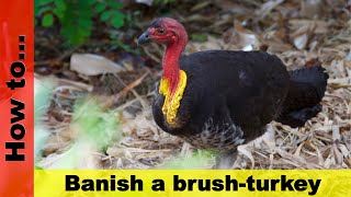 How to banish a brush-turkey by Adam Woodhams 72,014 views 5 years ago 2 minutes, 39 seconds