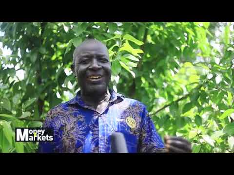 Mukono Farmer Earning a Fortune Out Of Cinnamon Growing