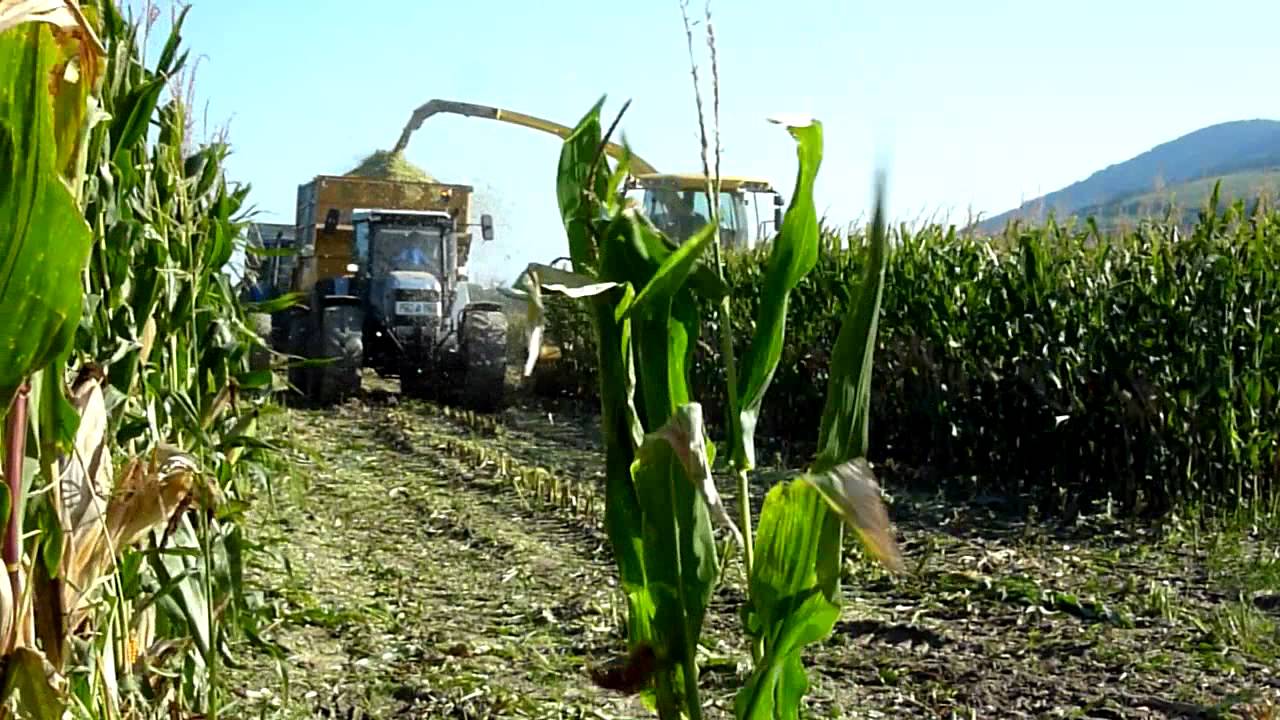Big corn silage with 11 tractors and trailers