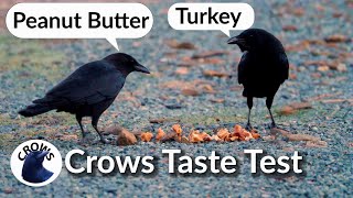 Crows Taste Test Peanut Butter vs Turkey