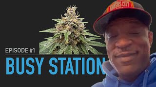 Eps1 Busy Station. Mind Reaper, Gorilla Cookies, Velvet Cream, Jack Herer, Mosca Leche. 2x2 2x4 4x4