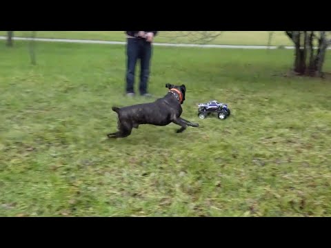 Woofy Loves to Chase RC Car