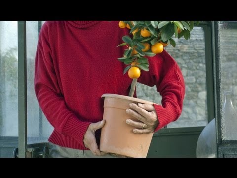 Rentrer les plantes gélives dans la véranda youtube Plantes Véranda désign