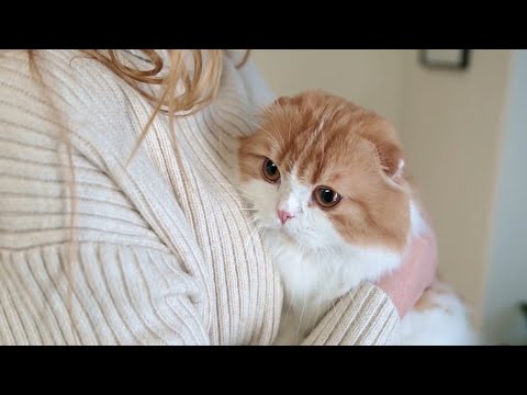 Лучшие породы кошек для квартир