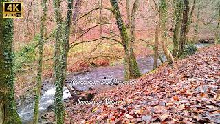 Autumn Forest. The murmur of the brook and the singing of birds. Relieve stress. Healthy sleep.