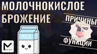 картинка: Зачем нам МОЛОЧНОКИСЛОЕ БРОЖЕНИЕ?!  ЕГЭ по биологии
