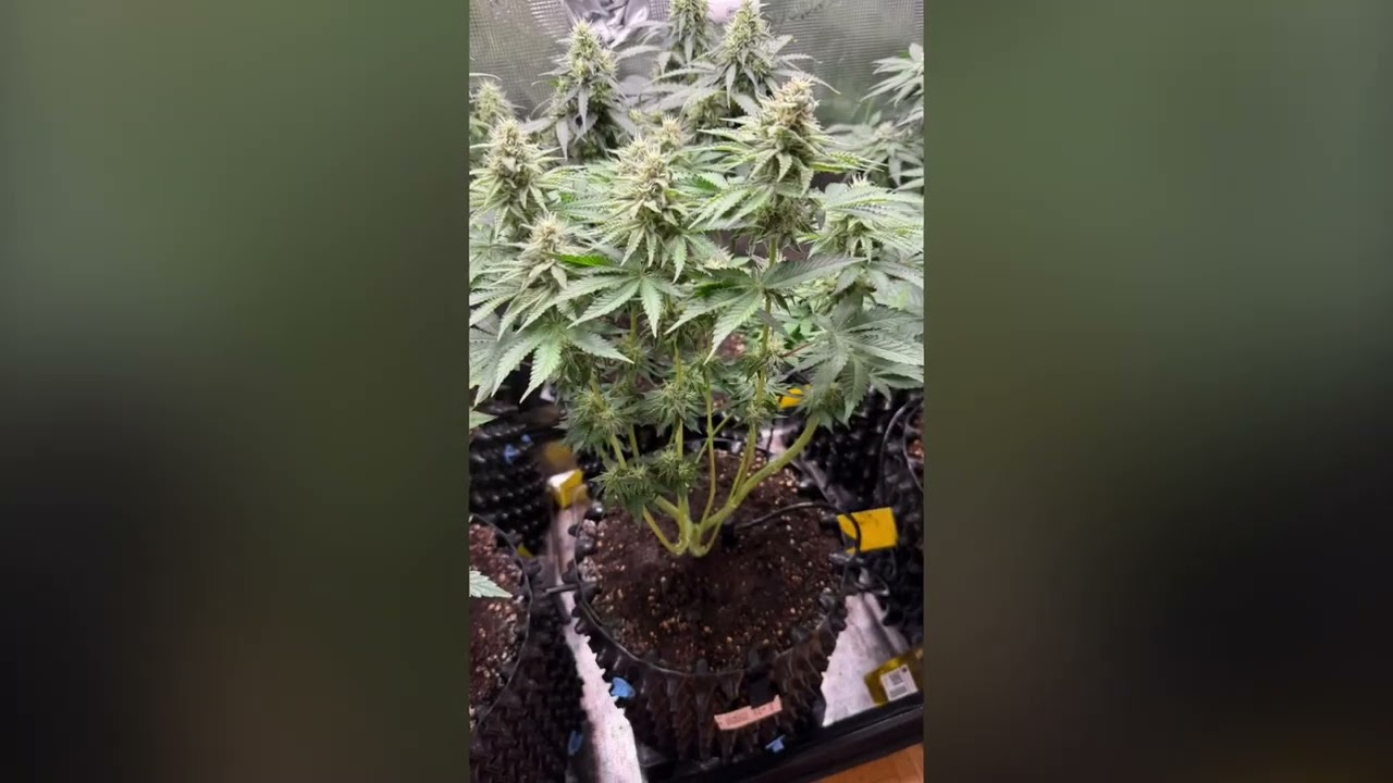 Growtagebuch-Blütewoche 6