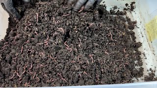 7 Ways to Manage Your Worm Population