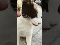 Tasty 🐾😻🔊🤌🍗👅🐝 ASMR #Shorts