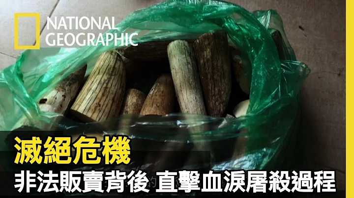 非法购买交织成的盗猎产业链，一章章故事大纲串联的都是大象和犀牛的哀痛与呼叫声【灭绝危机】 - 天天要闻