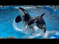 2024/03/30 シャチの公開トレーニング リン&アース編 【11:30の回】@名古屋港水族館