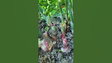 Alat sederhana mini yang dapat memotong dahan jahe dengan mudah #shorts