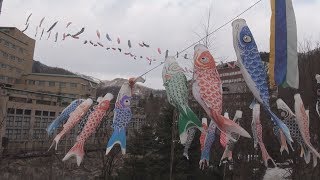 春告げる渓流こいのぼり 札幌の温泉街に400匹