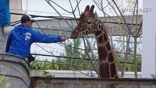 旭山動物園のアミメキリン 新きりん舎へ引っ越し Moving Of Reticulated Giraffe Youtube