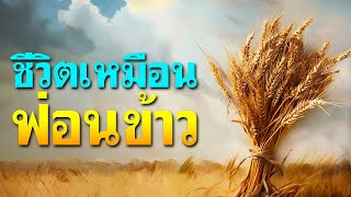 คำเทศนา ชีวิตเหมือนฟ่อนข้าว (โยบ 5:26) โดย ศจ.ดร.สุรศักดิ์ DrKerMinistry